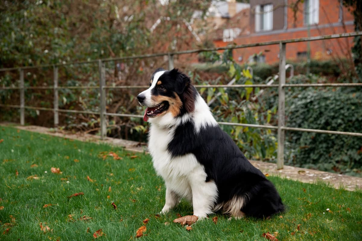 What Whisky the Border Collie Teaches Us About Picking the Right Dog
