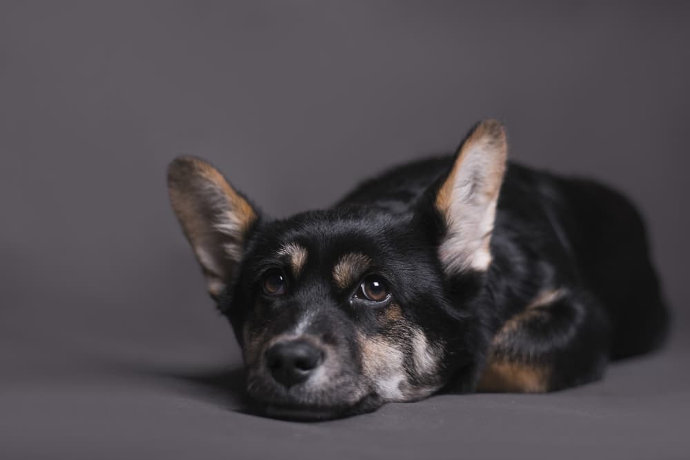 Separation Anxiety Is Now America's #1 Dog Problem — What You Can Do About It