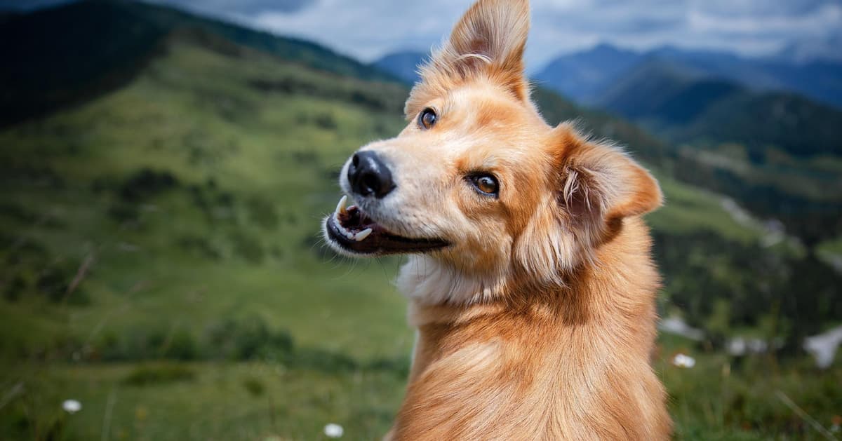 How to Choose the Right Dog for Your Life — A Practical Guide